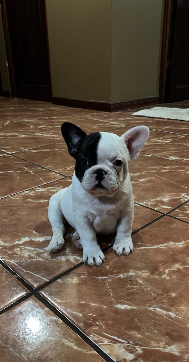 Hola, tenemos el último macho en venta de nuestra camada. 
Tiene primera vacuna, edad: 2 meses y 4 días.