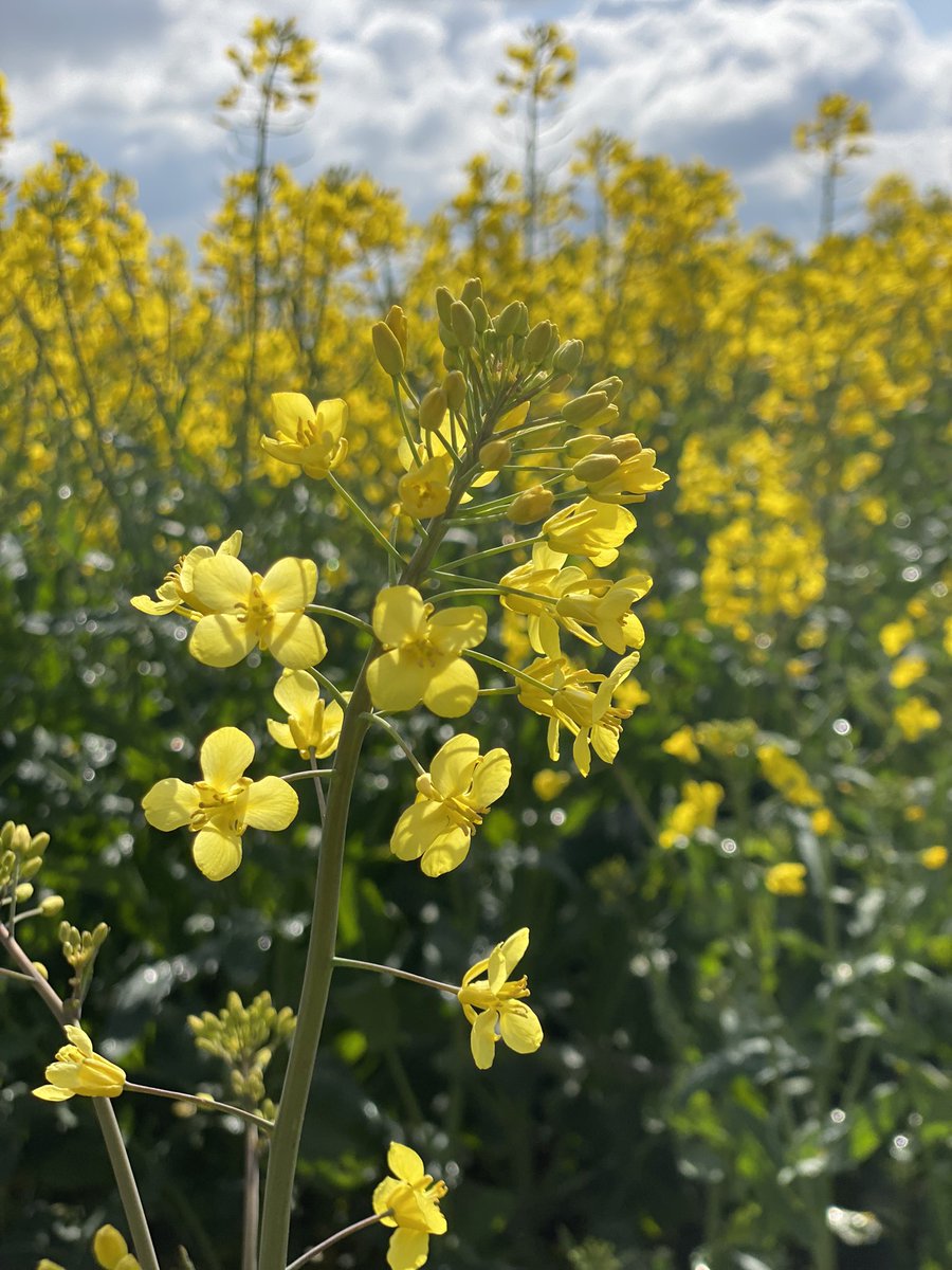 Happy, smiley Oilseed rape
Mr Hugh’s made with Love 💛