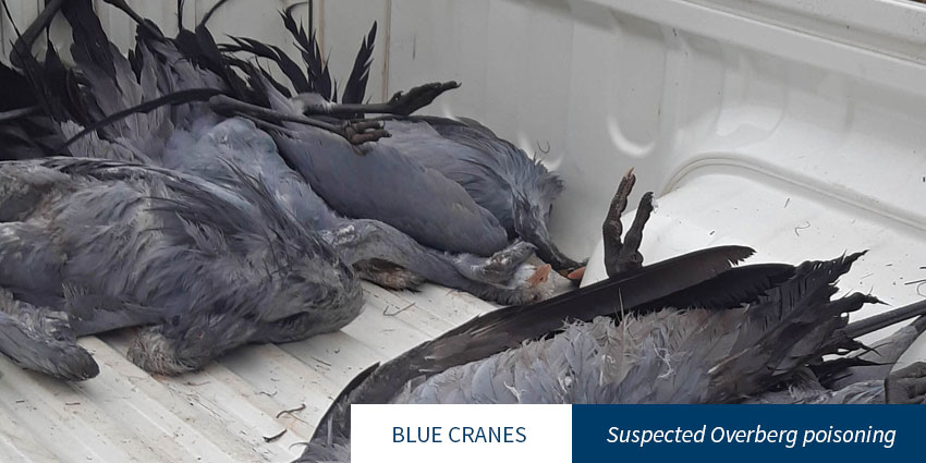 A suspected poisoning incident in the #Overberg has left 12 Blue Cranes dead. Thanks to the quick reaction of OCG co-founder Wicus Leeuwner, @CapeNature and the wonderful Bergview Veterinary Hospital in Hermanus, 11 more could  be saved: bluecrane.org.za/twelve-blue-cr…