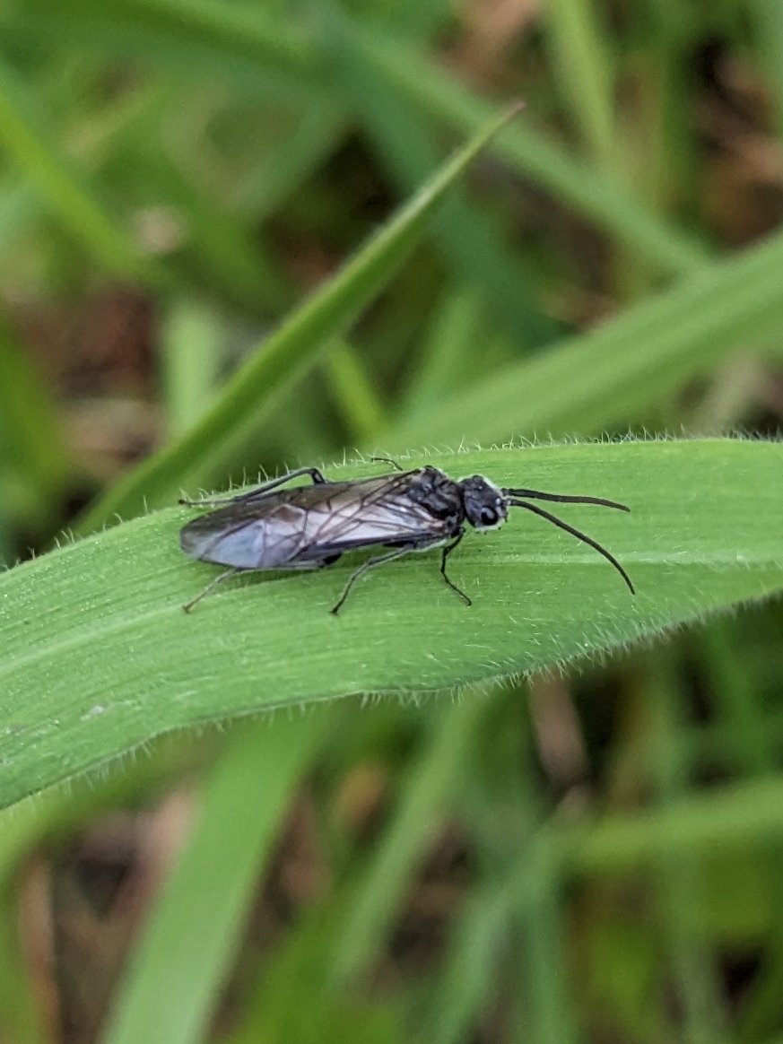 Inverts during site recce for BioBlitz with @friendsoffield set for May 13th. More info to come v soon! 

Weather meant inverts hidden amongst the vegetation. From Parent Bugs (Elasmucha grisea) to sawflies (Dolerus sp.). 

@ColinShawCS @belfastcc  @cedarnmni @BuglifeNI