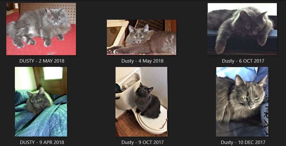 .

Today I'm observing the seventh birthday of Dusty Miller Duvall; she's named after the dusty miller flower.

I'm not sure when Dusty was born; she was a kitten in 2016 when she started visiting the back porch.

In recent days, I've been teaching Dusty new-to-her words.