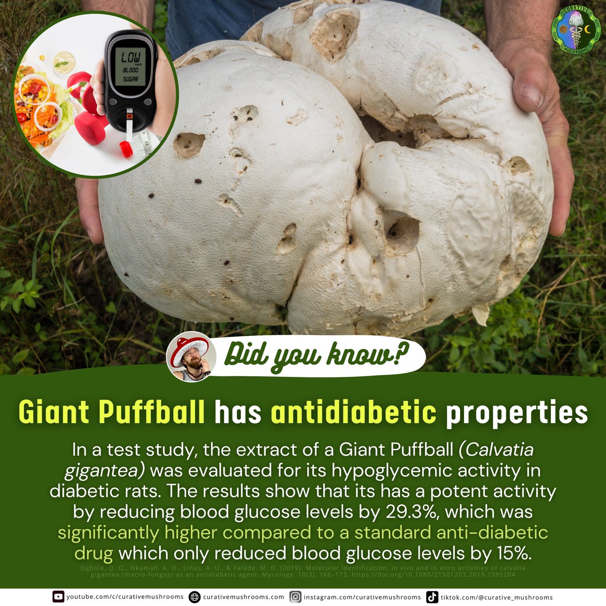 curative_mush's tweet photo. #DidYouKnow๐ค Giant Puffball has antidiabetic properties๐
Read more here:
โก๏ธ https://t.co/XoqKyLPa1R
#mushrooms #fungi #naturalhealing #giantpuffball #puffball #diabetes #diabetesdiet #medicinalmushroom #functionalmushroom https://t.co/knjdgolHyf