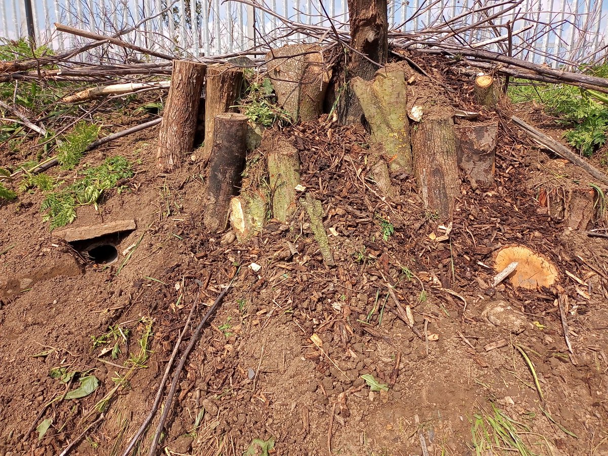GreenwaysProj's tweet image. Friday&apos;s work at Sproughton Nature Reserve with @suffolkcc staff volunteers - working on the river path, collecting litter and building stag beetle habitat piles. Many thanks for all the hard work! @IpswichGov @BaberghDistrict #volunteers #pathwork