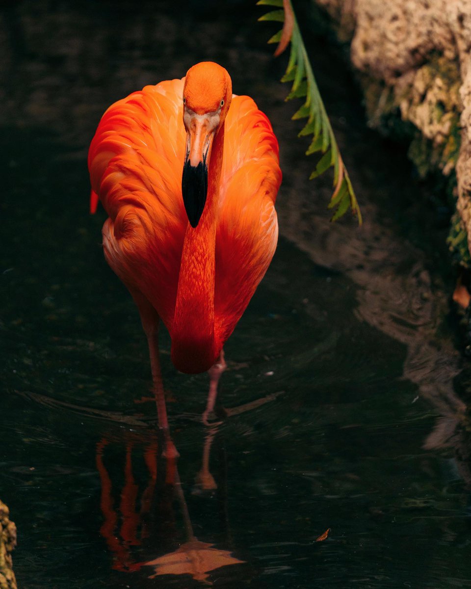 Join us in our mission to protect and conserve our planet by learning about the wonders of the natural world. Discover the incredible diversity of species that call our planet home and explore ways to make a positive impact on our environment.