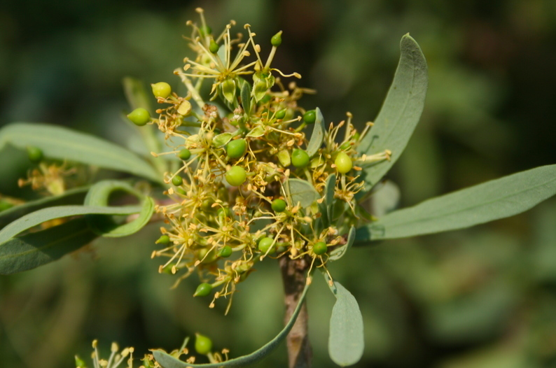 BotSocSA's tweet photo. #TreeTuesday: The #ShepherdsTree (𝘉𝘰𝘴𝘤𝘪𝘢 𝘢𝘭𝘣𝘪𝘵𝘳𝘶𝘯𝘤𝘢) has many names – witgat, siPhiso, Mohlôpi, Xukutsi, Muthobi, Tree of Life and indigenous tree number 122. It’s also a versatile ingredient &amp; is used to make porridge and beer or to substitute coffee or chicory. https://t.co/to9pu28DGe