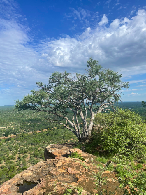 BotSocSA's tweet photo. #TreeTuesday: The #ShepherdsTree (𝘉𝘰𝘴𝘤𝘪𝘢 𝘢𝘭𝘣𝘪𝘵𝘳𝘶𝘯𝘤𝘢) has many names – witgat, siPhiso, Mohlôpi, Xukutsi, Muthobi, Tree of Life and indigenous tree number 122. It’s also a versatile ingredient &amp; is used to make porridge and beer or to substitute coffee or chicory. https://t.co/to9pu28DGe