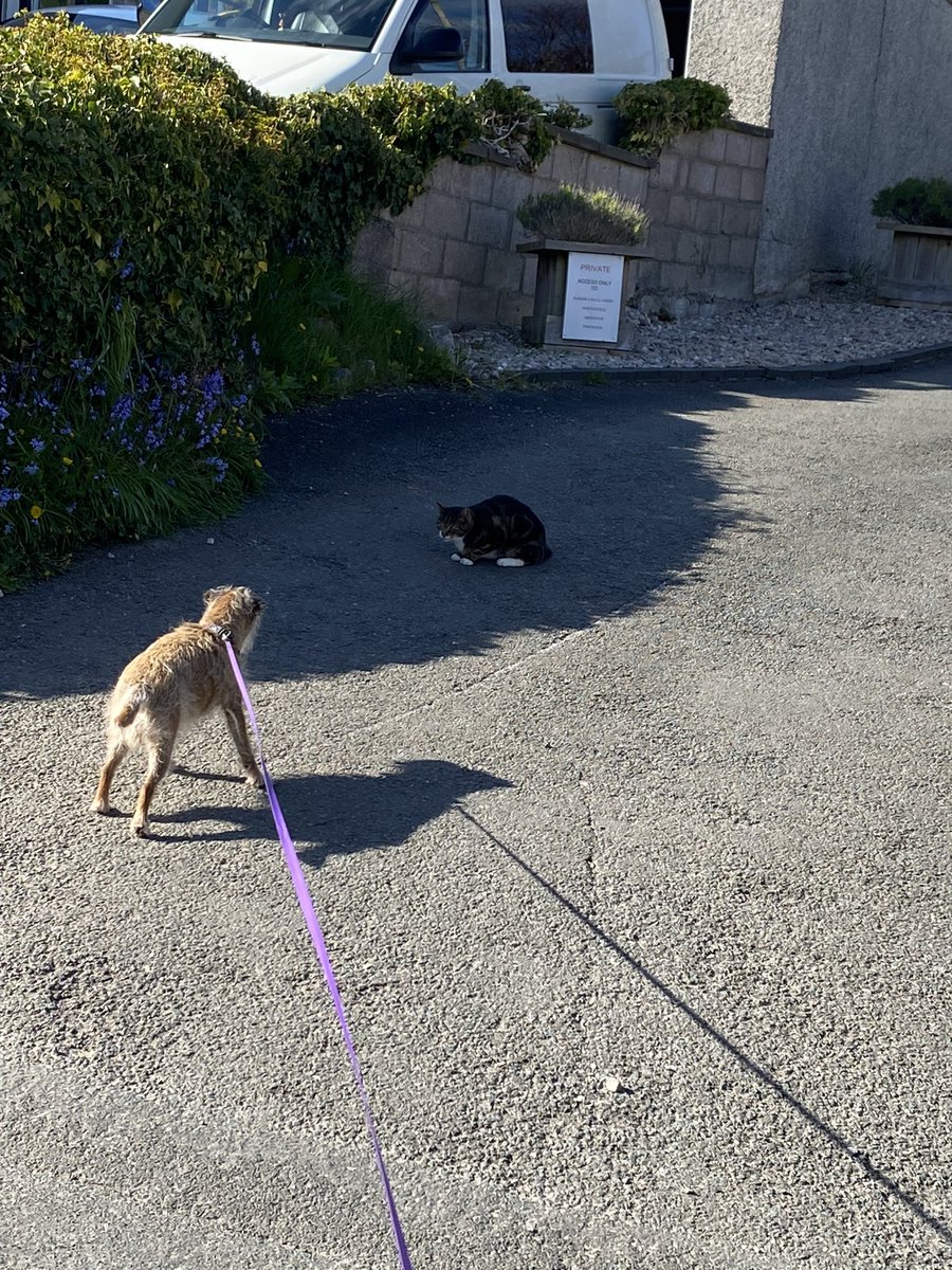 Sheldon the Border Terrier tweet media