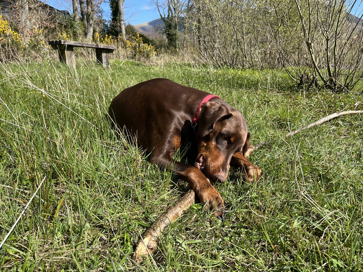 DobermanRoxythe's tweet photo. #MurphysLog 25.4.23
Day 2 of a doggie holiday in The Lake District & it’s exactly what Murphy needed🥰
He’s an outdoor dog, loves adventure, it helps him forget how poorly he is & telling Lola off for swimming off with a stick is something else he enjoys🤣
#Lymphoma #Dobermann https://t.co/uyAAs5k3mx
