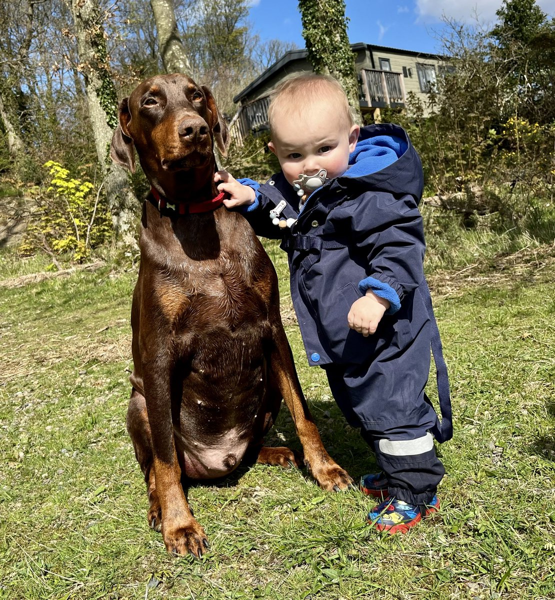 DobermanRoxythe's tweet photo. #MurphysLog 25.4.23
Day 2 of a doggie holiday in The Lake District & it’s exactly what Murphy needed🥰
He’s an outdoor dog, loves adventure, it helps him forget how poorly he is & telling Lola off for swimming off with a stick is something else he enjoys🤣
#Lymphoma #Dobermann https://t.co/uyAAs5k3mx