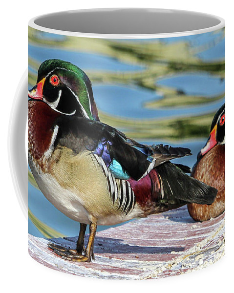 JoanneCarey64's tweet photo. Two of my feathered friends at #LakeMorton in Lakeland, Florida... ❤️
#woodducks #NaturePhotography #naturelovers 

This image "Wood Ducks" is available as this #mug and weekender #totebag in my shop ❤️
#AYearForArt #mothersdaygiftideas #shopsmall 

https://t.co/q9w66BRGyv ❤️ https://t.co/eWhqPfi110