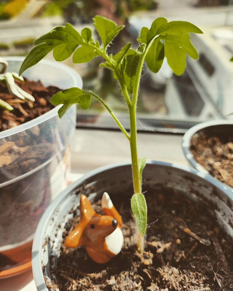 Spring is here along with 5 tomato seedlings grow from seeds from last year's Gardener's Delight bought from a local hardware store that grew into a monster 🌿
Watched over by a lil fox from @thebearsy who likes my grow project

#growyourown #growyour… instagr.am/p/CrdtVIgst1E/