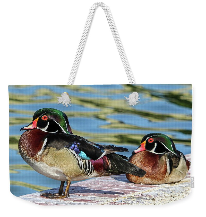 JoanneCarey64's tweet photo. Two of my feathered friends at #LakeMorton in Lakeland, Florida... ❤️
#woodducks #NaturePhotography #naturelovers 

This image "Wood Ducks" is available as this #mug and weekender #totebag in my shop ❤️
#AYearForArt #mothersdaygiftideas #shopsmall 

https://t.co/q9w66BRGyv ❤️ https://t.co/eWhqPfi110