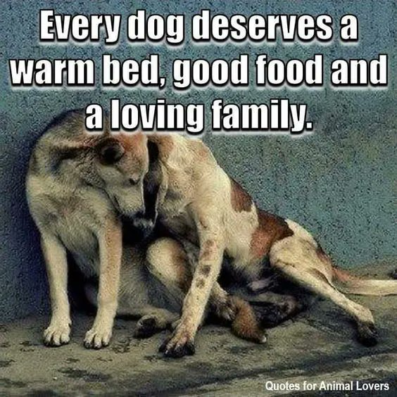 Every #dog deserves a warm bed, good food abd a loving #family.

#Dogs #AdoptDontShop #RescueADog #AdoptAFriend #DogsAreLove #DogsAreFamily #BestFriend