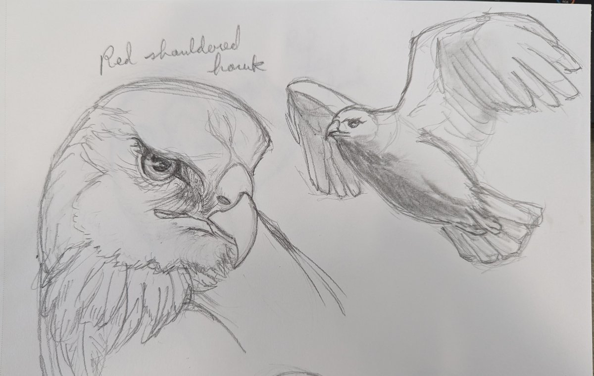 redfendraws's tweet photo. Been busy writing a short story, but recently been doing some sketches. Enjoy! #birds More at my ko fi page! https://t.co/s0Jnov9WX9 https://t.co/cbim9Uw84E