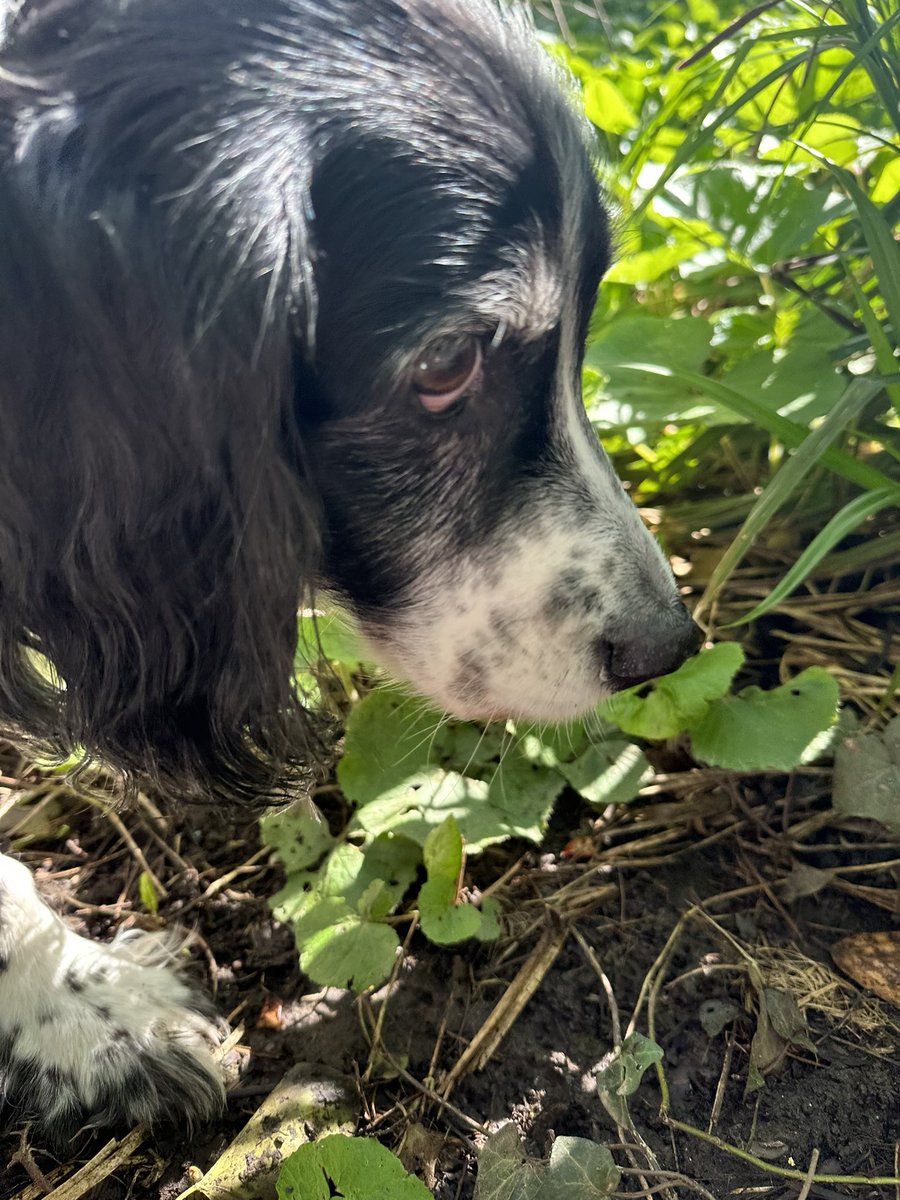 icklemiss80's tweet image. RPD Molly sadly and unexpectedly collapsed straight after this photo this morning, we had been on our walk for less than 4 minutes….as a result of this she has sadly crossed the rainbow 🌈 to be with RPD Dylan to say I’m heartbroken would be an understatement @pensions4paws