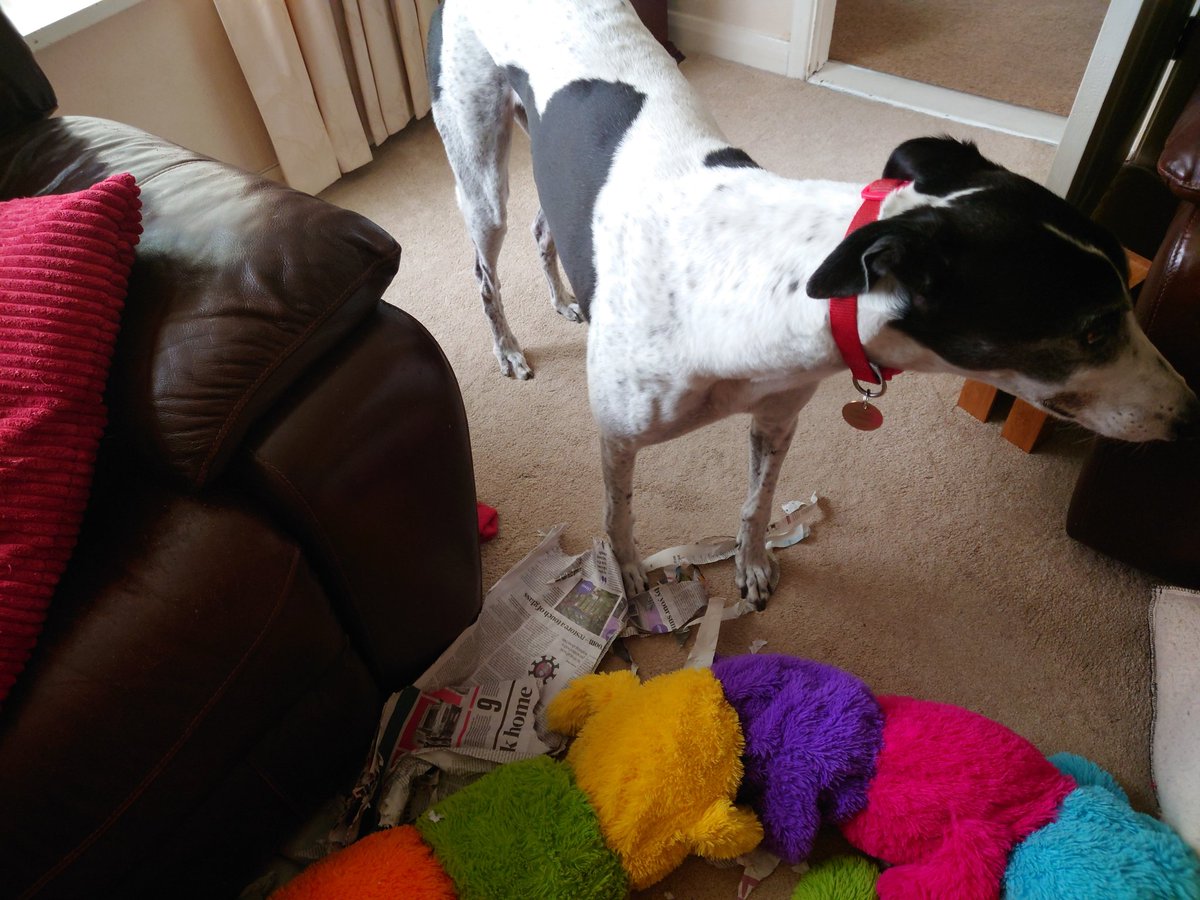 caseycanine2014's tweet photo. Today I was reading the paper to Cleo, didn't like the excerpt from the new book about Boris the ex PM. #shreddedpaper @julesserkin @vanillaweb @KentGreyhoundRe @herondenvets @TenterdenChamb1 https://t.co/5zdRklJQcS