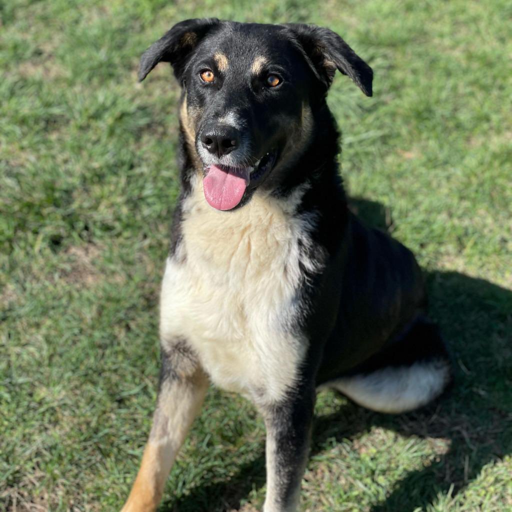 Tongue Out Tuesday!!
Meet Roswell 🐾 

#adoptMe #tuesdayvibe