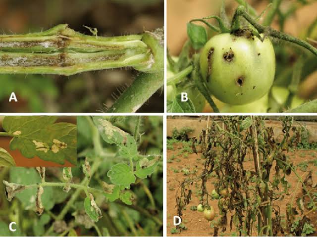 Patric the farmer tweet media