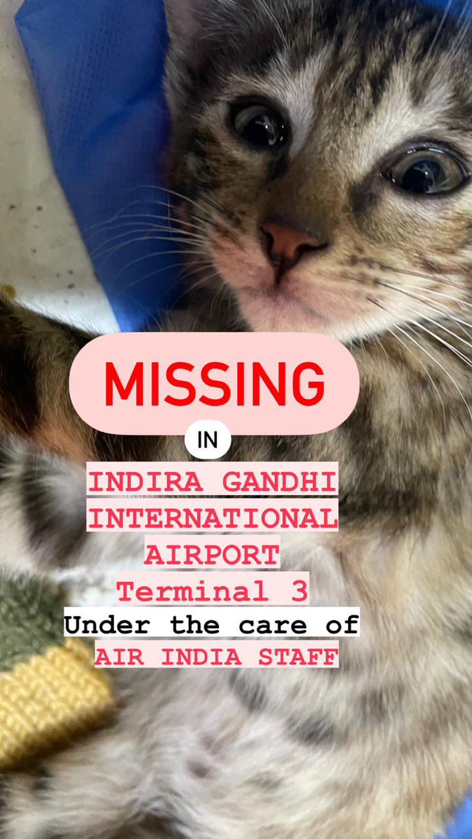 My friend's pet is missing due to negligence by @airindiain staff. This is a heart-wrenching tragedy and your negligence is inexcusable. You must take responsibility for your actions and make things right immediately. <a href="/RNTata2000/">Ratan N. Tata</a> 
A few screenshots explaining what happened.