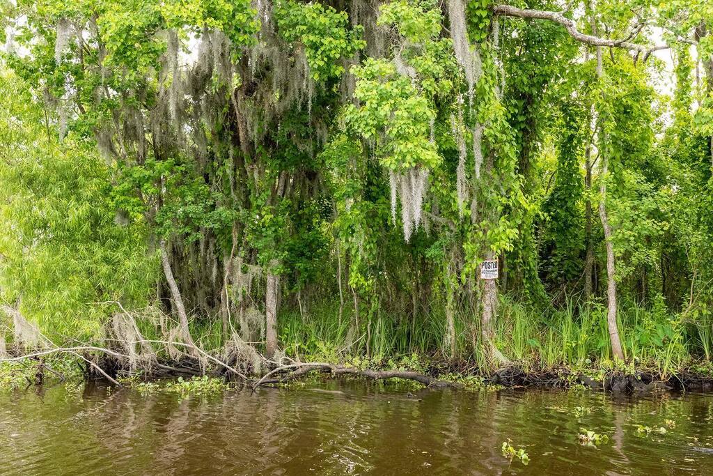 westfotonola's tweet photo. “Posted” and Spanish moss #bayousegnette #wetlands #art #artphotography #artphoto #artphotographer #leicasl2s #leica #southlouisiana #landscapephotography #landscape https://t.co/8Wj7HI77kc https://t.co/An5XSRfseA