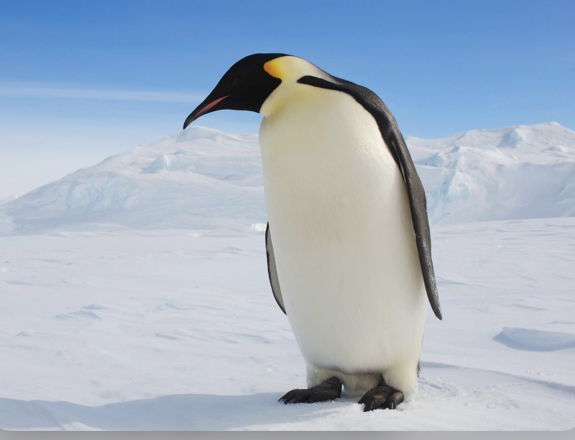 Happy world penguin day. #petpenguinplease