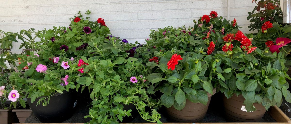 Teddy has received tomato plants with 10" cages, red rose bushes, and patio pot annuals that are all welcome additions for your outdoor spaces.