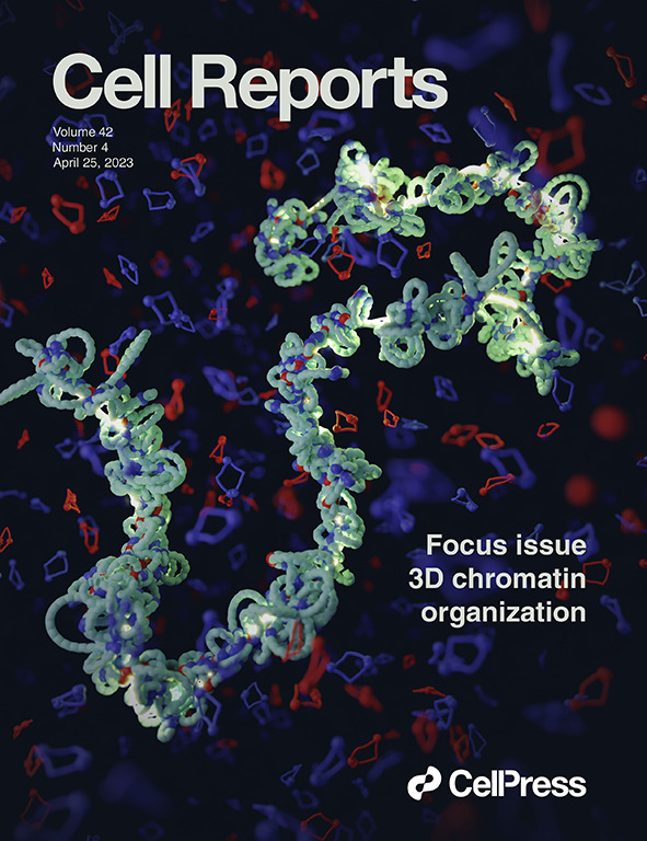 Our research was featured on the cover of the current issue of @CellReports. The picture is an artistic interpretation of how mitotic #chromosomes are built by #condensin molecules. Made in @Blender using the #molecularnodes package developed by @bradyajohnston.