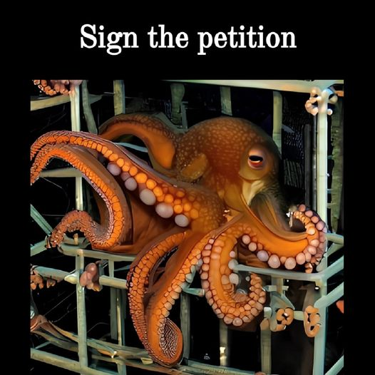 AnimalPartyIE's tweet photo. 🐙🐙🐙 #URGENT : The world's first #octopusfarm is about to be opened in #GranCanaria , #Spain.
Please sign the #petition to stop it https://t.co/PyWv4jYe5f… #FreeOctopus
@PacmaCanarias  
@PartidoPACMA https://t.co/BubQZKusgU