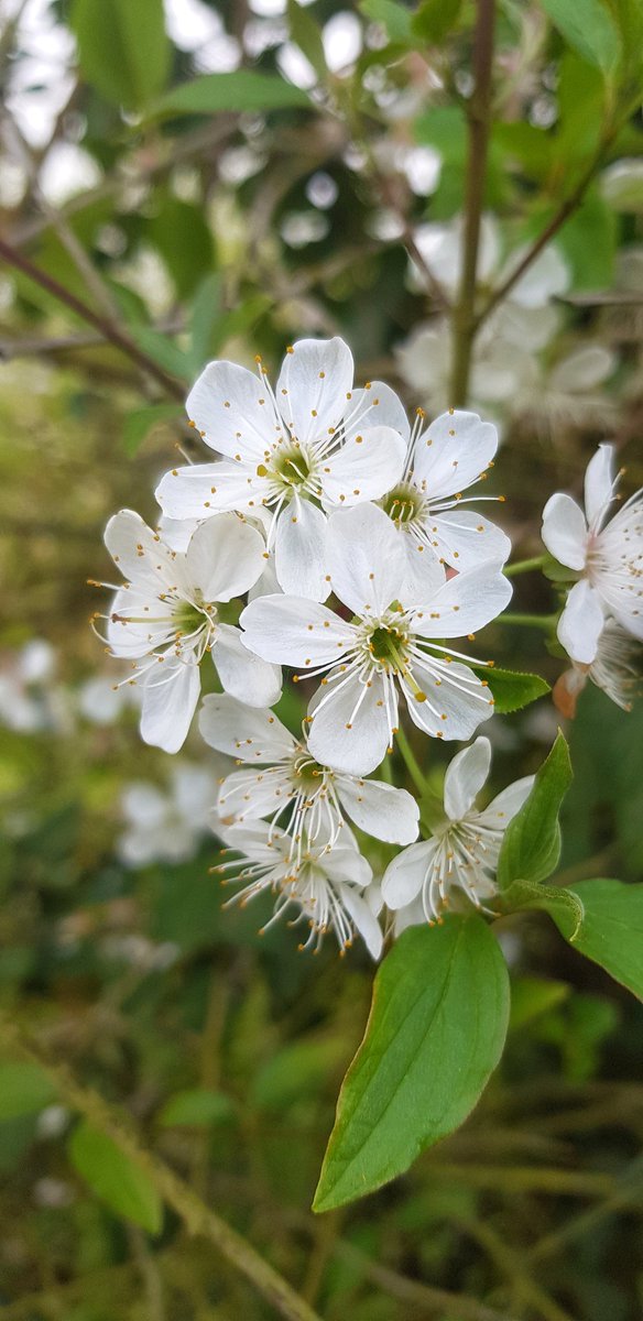 keanetracie's tweet image. #Friedberg blüht 🌸 #kirschbaum @friedberg_he @WZ_Wetterau