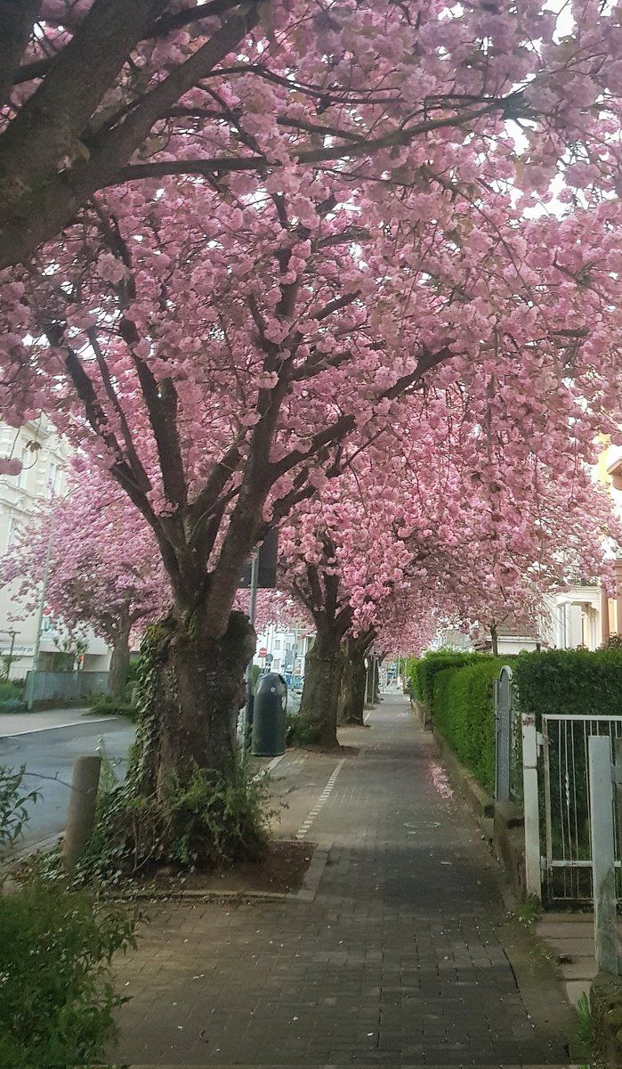 keanetracie's tweet image. #Friedberg blüht 🌸 #kirschbaum @friedberg_he @WZ_Wetterau