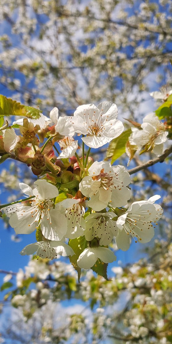 keanetracie's tweet image. #Friedberg blüht 🌸 #kirschbaum @friedberg_he @WZ_Wetterau