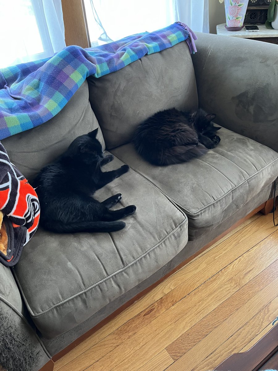 JenJoy's tweet image. I want to be a cat in my next life #blackcatsrule #workfromhomeproblems