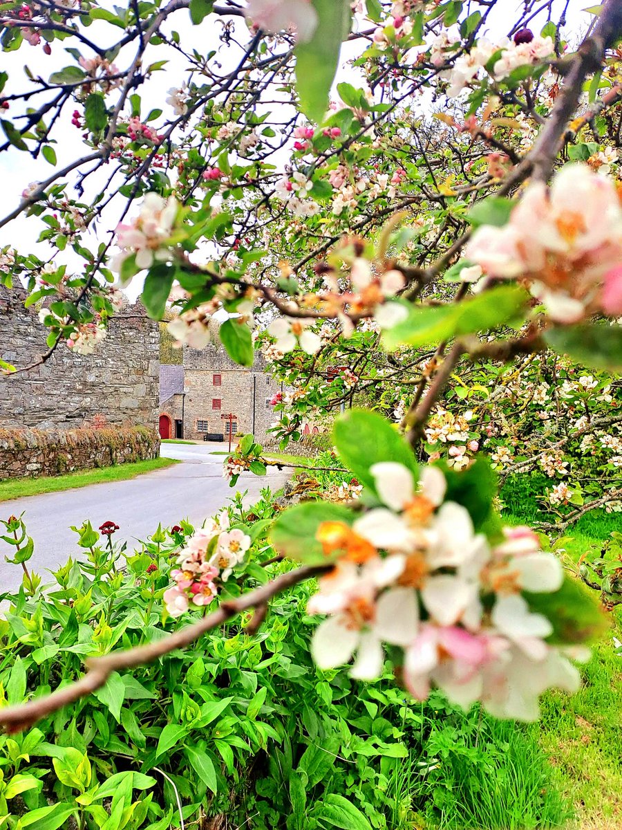 Spring is our thing - and we want you to join in the joy.  

We’re celebrating all things blossom this week. Blossom Week is a chance to show-off the season wherever you spot it.   

Share your blossom moments using #BlossomWatch #NationalTrustNI 

📷 <a href="/NTCastleWard/">NT Castle Ward</a>