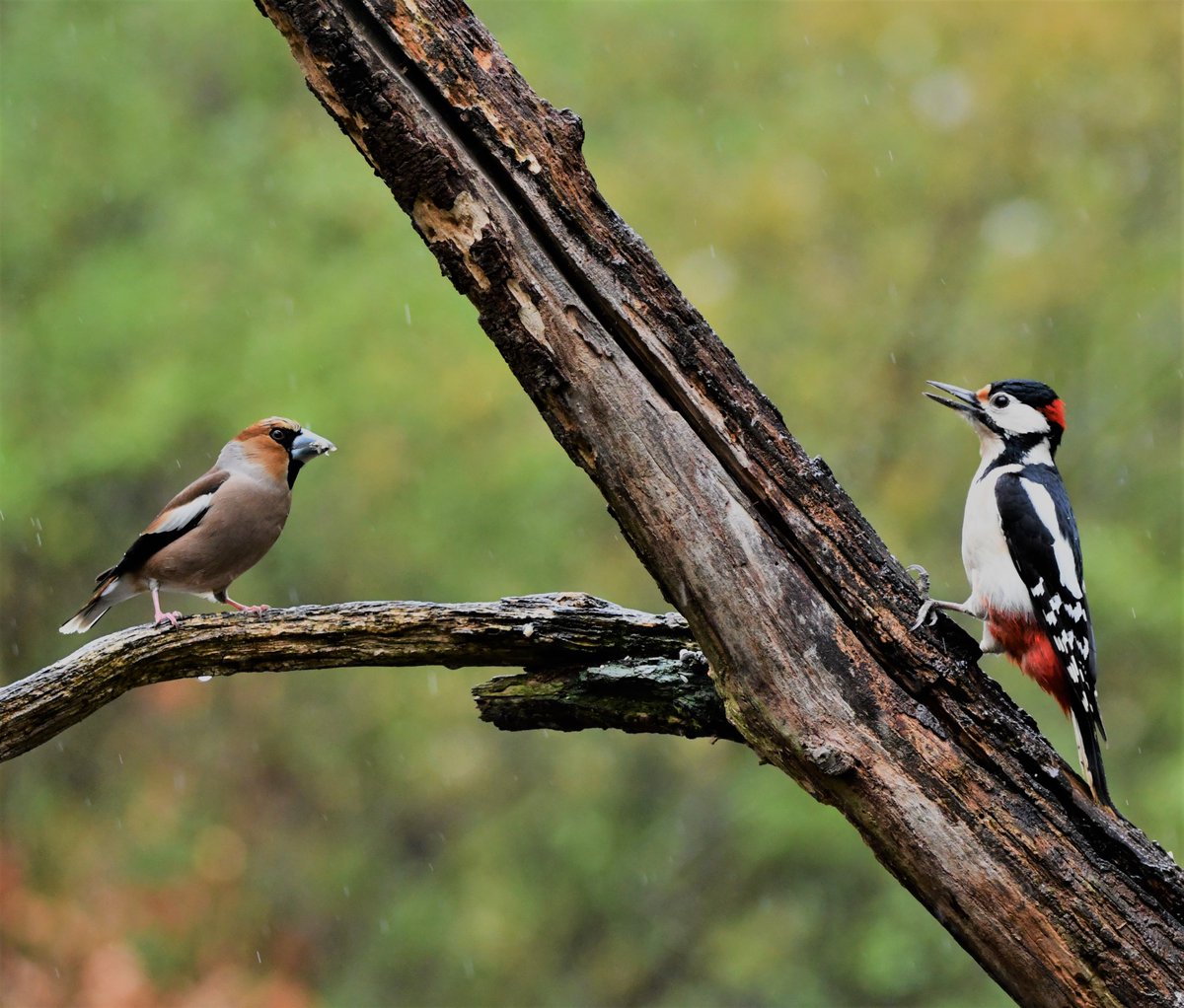 Appelvink versus GBS

Hawfinch versus Woodpecker 
#BirdsSeenIn2023 #nietzondernatuur