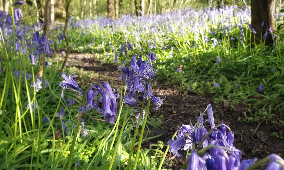 vlcgreenparty's tweet photo. Beautiful #bluebells on the #route21 #cycle home from an early #speedwatch session at #HoneycrockLane #Salfords. Glorious #sunshine and LOTS of cars (which happily all slowed when they saw us) 😁💚 #Wednesdayvibe #spring #RoadSafety @Salfordspc @RedhillGreens @CommunitySpeedw https://t.co/FIEnvTEeXv