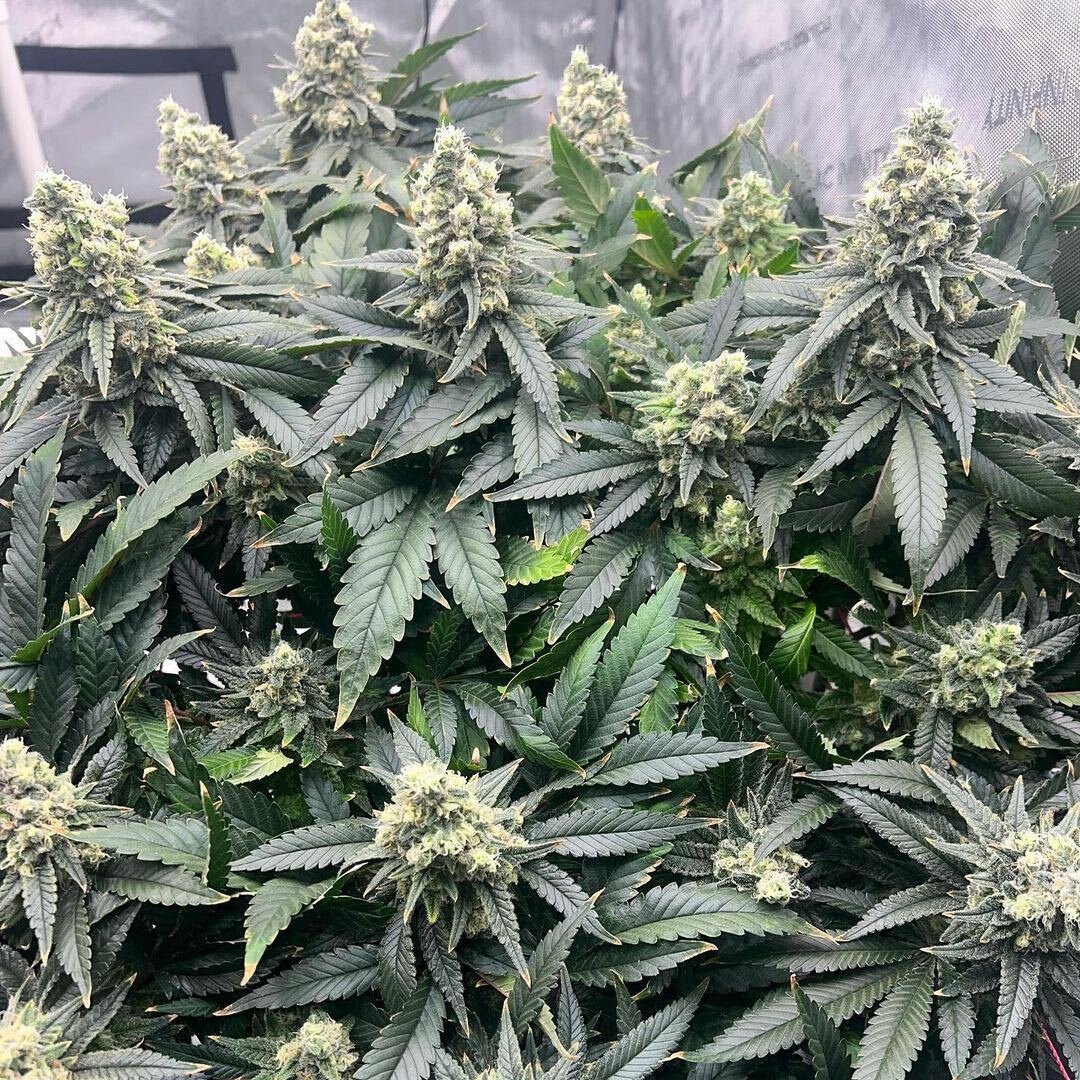 Runtz Bomb 🍬💣

📈 25%+ THC
⚖ 600-700g/m²
🧬 Runtz x Big Bomb
🌸 Day 47

👨‍🌾📸 sstayspaded

#bombseeds #runtzbomb #dropseedsnotbombs #runtz #bigbomb