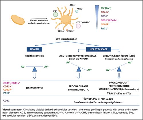Alberto Cordero (@acorderofort) on Twitter photo ➡️What do you know about Extracellular Vesicles?
🎯Interesting results by @lbadimont team and <a href="/cardiosanjuan/">Cardiología San Juan</a> published in <a href="/TH_Journal/">Thrombosis & Haemostasis, TH,TH Open</a> about differential platelet-released extracellular vesicles in acute coronary syndrome vs. heart failure patients!
thieme-connect.de/products/ejour… ➡️What do you know about Extracellular Vesicles?
🎯Interesting results by @lbadimont team and <a href="/cardiosanjuan/">Cardiología San Juan</a> published in <a href="/TH_Journal/">Thrombosis & Haemostasis, TH,TH Open</a> about differential platelet-released extracellular vesicles in acute coronary syndrome vs. heart failure patients!
thieme-connect.de/products/ejour…