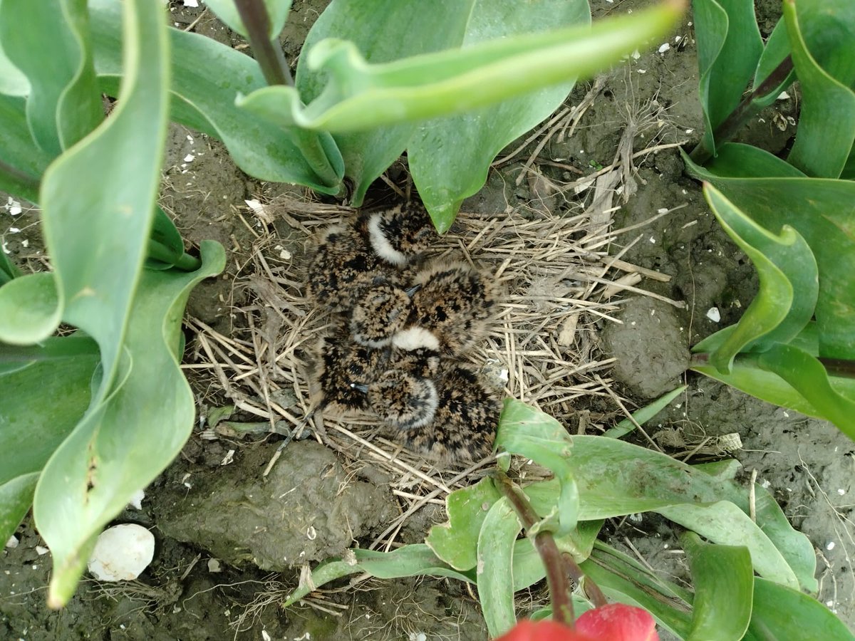 Jes! Jonge kieviten.  Onze vrijwilliger Geert heeft ze gevonden tussen de tulpen in onze omgeving. Heeft er dagen lang naar uitgekeken, en nu...' groeien moeten ze'!