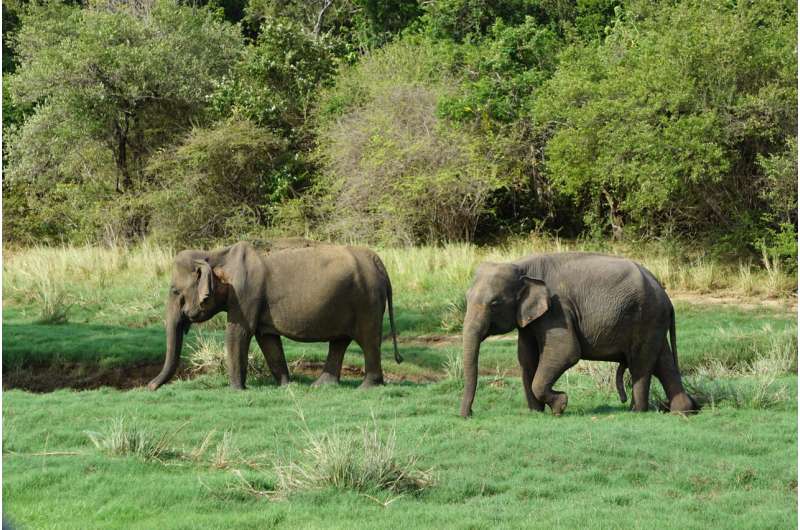 This Week in Science Podcast (TWIS) (@twiscience) on Twitter photo .<a href="/blairsmenagerie/">Blair Bazdarich</a>'s Animal Corner — Large animals travel more slowly because they can't keep cool, finds study: bit.ly/41Nmqb2. And please be sure to click "Like" and the big, red "Subscribe" button while you're there. #BlairsAnimalCorner .<a href="/blairsmenagerie/">Blair Bazdarich</a>'s Animal Corner — Large animals travel more slowly because they can't keep cool, finds study: bit.ly/41Nmqb2. And please be sure to click "Like" and the big, red "Subscribe" button while you're there. #BlairsAnimalCorner