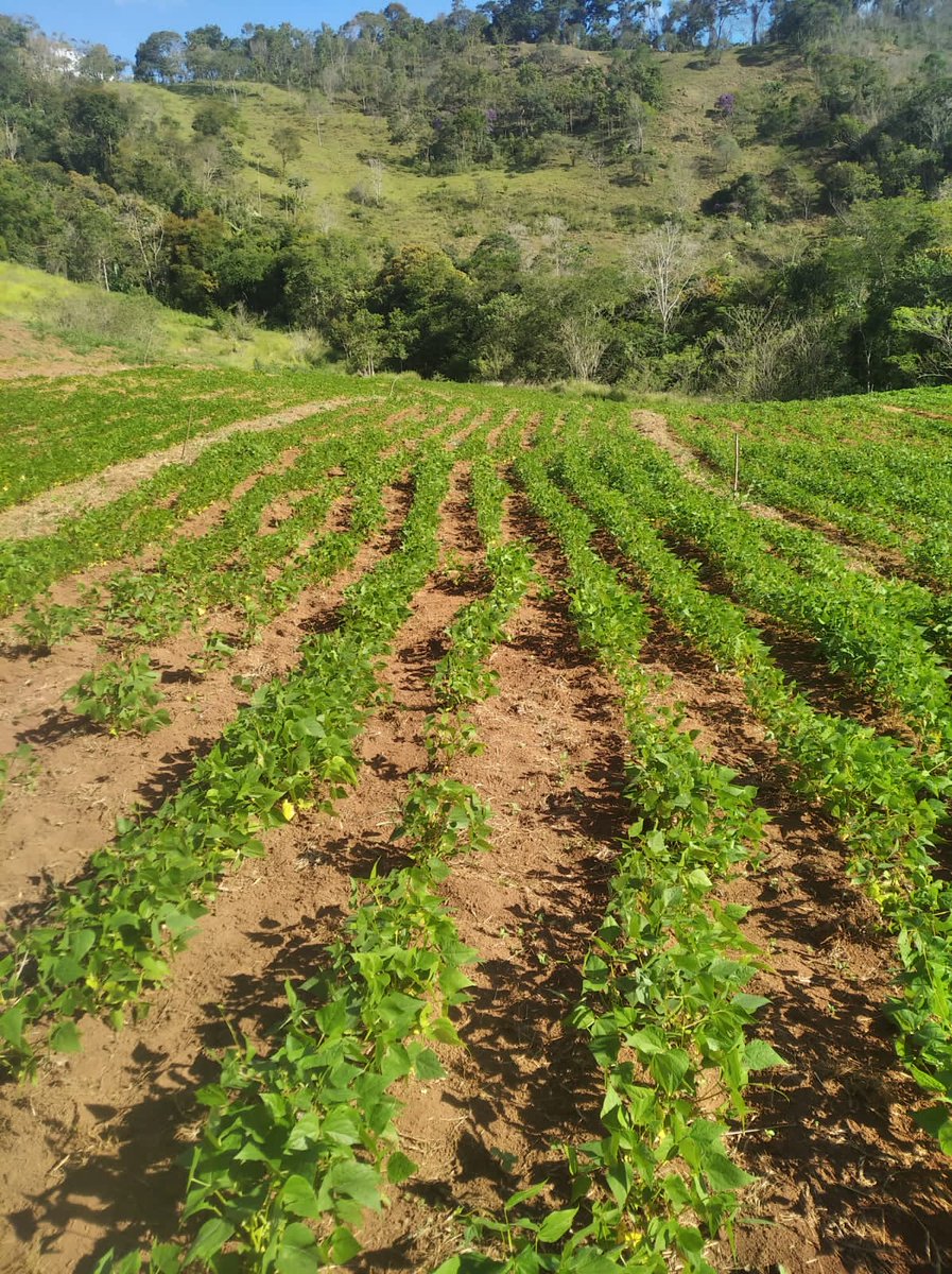 AgroforestDAO tweet media