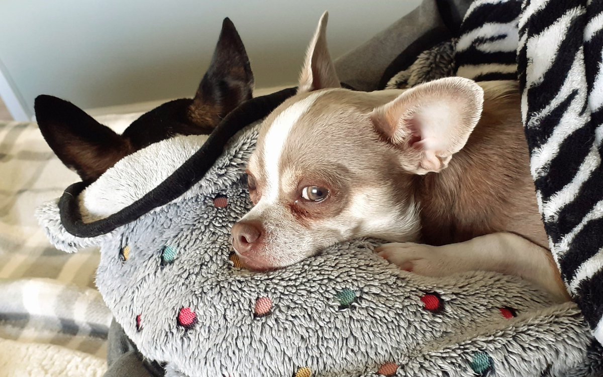 Side Eye.. .. 🤣🐶🥰 #DogsofTwittter #chisquad #ZSHQ