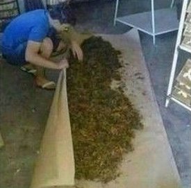 venga va, solo un porro a la semana