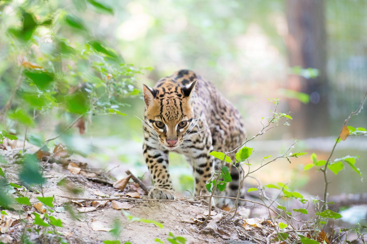 Animal Planet on Twitter: "We’re highlighting some of Mexico’s