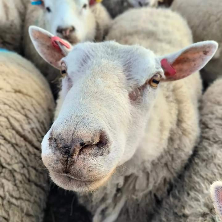 fars_sanctuary's tweet photo. Shearing continues 🐑✂️❤  Everyone's waiting their turn, incl 2 of our biggest characters #BigMandy &amp; #WinstonSheep 🤪☺ Likely to be demanding "clients" to say the least, &amp; have something to say about it if their new hairdos aren't up to scratch... 💇🐏🪞 #CompassionateShearing https://t.co/Nqt2jJd7s9