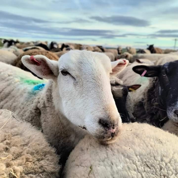 fars_sanctuary's tweet photo. Shearing continues 🐑✂️❤  Everyone's waiting their turn, incl 2 of our biggest characters #BigMandy &amp; #WinstonSheep 🤪☺ Likely to be demanding "clients" to say the least, &amp; have something to say about it if their new hairdos aren't up to scratch... 💇🐏🪞 #CompassionateShearing https://t.co/Nqt2jJd7s9