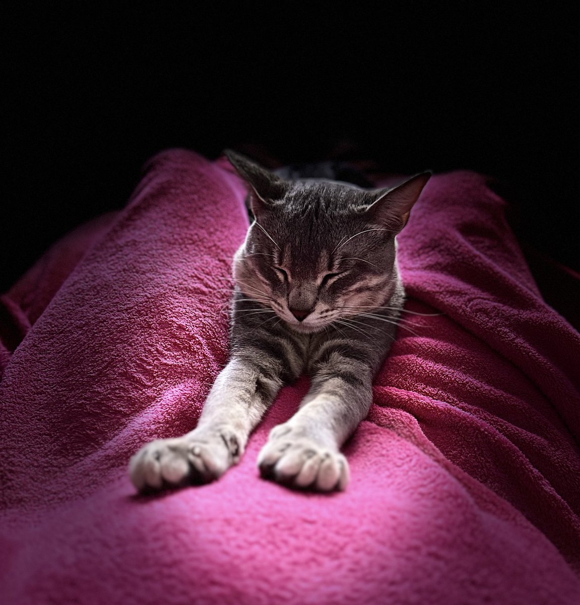 cornerwrite's tweet photo. Sweet dreams, my beloved #authors & #writers! May you all slumber soundly, knowing the world patiently awaits your groundbreaking literary masterpieces. Don't worry, that pesky thing called writer's block won't dare visit you tonight! 😉😴 #GoodNight #SoManyWords #WhyEditWhenYouCanSleep
