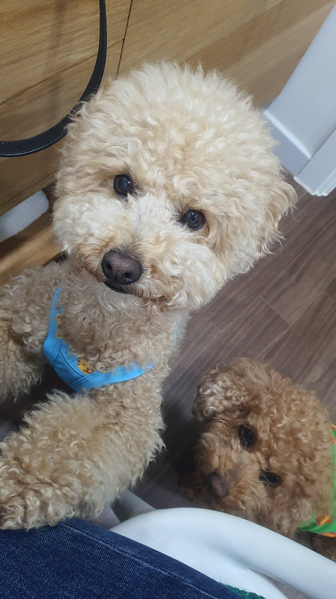 Four_Poodles's tweet photo. 여름 땡땡이 나시~ https://t.co/WpxwemUZIh