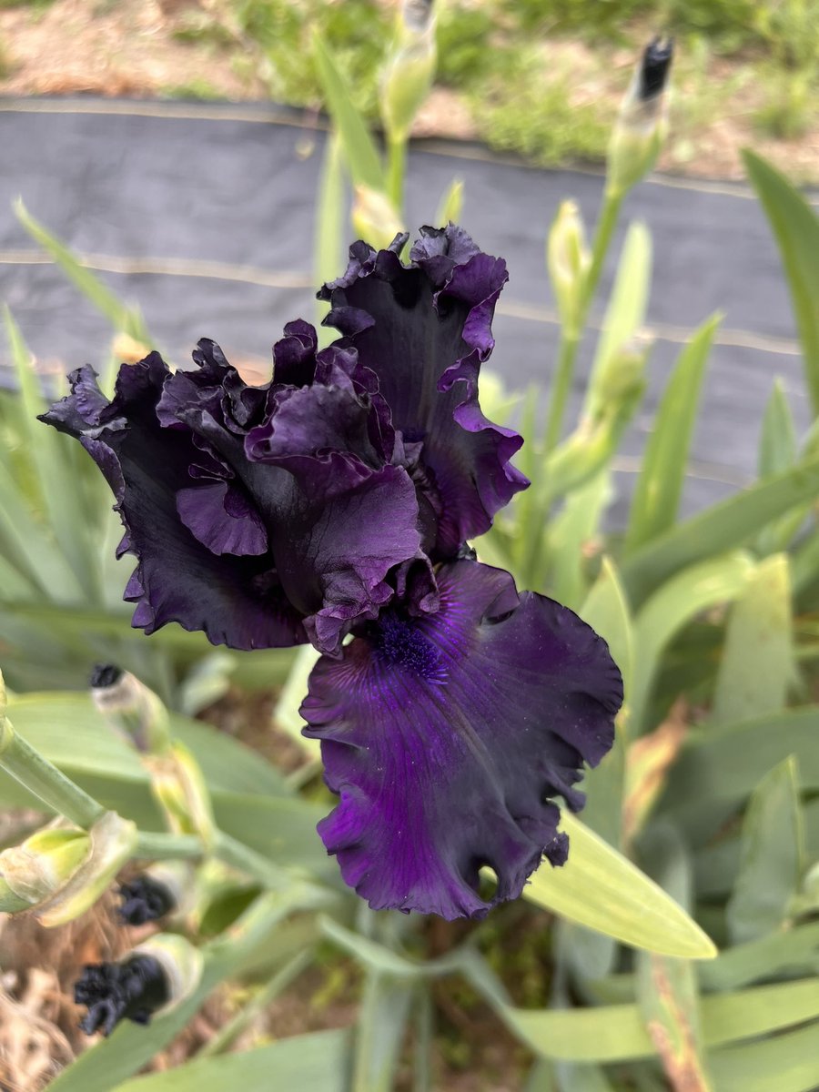 Be for real girlie #blackfarmer #blackflowerfarmer #flowers #flowerfarming