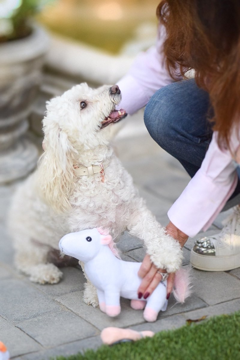 Get your paws on our Vanderpump Pets Plush Toy Collection! Including our famous Prince Tardon! 💕🐴 #VanderpumpPets