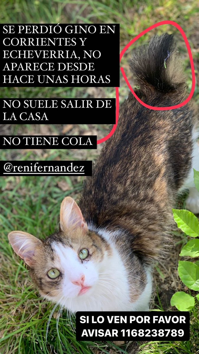 Iomamami's tweet photo. DIFUNDAN XFA ES EL ÚNICO GATO Q AME EN MI VIDA https://t.co/kl7NkvDeGe